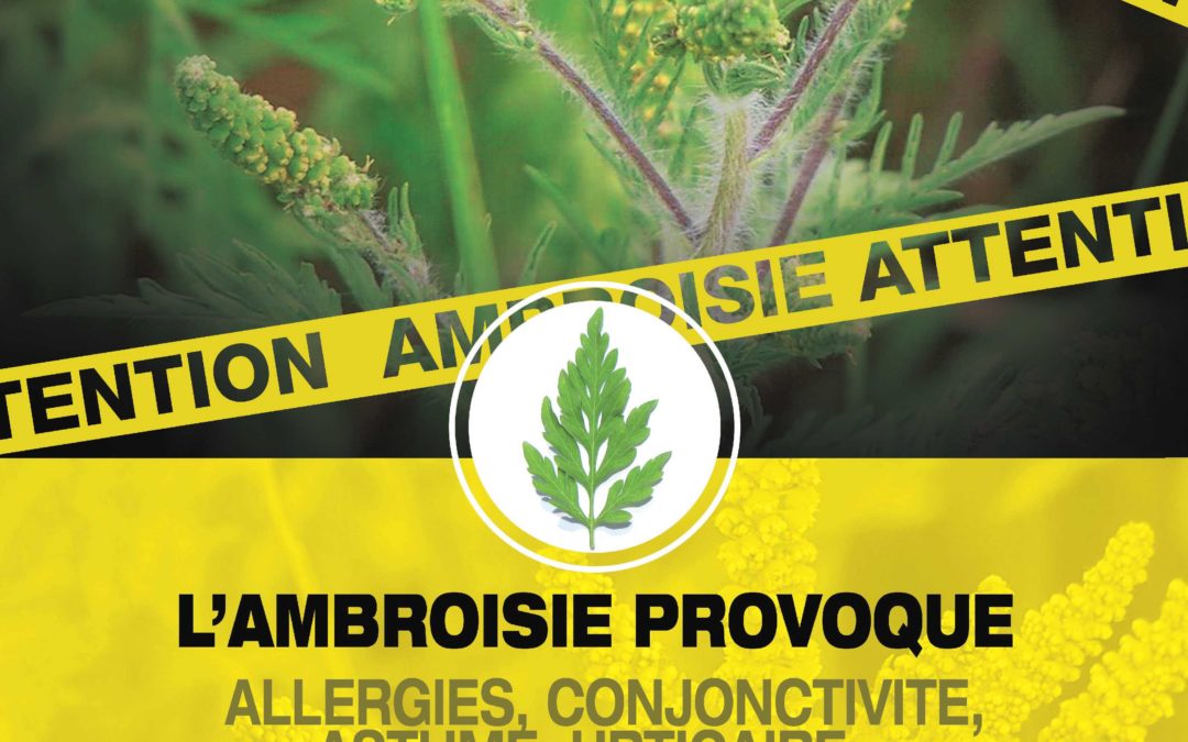 AMBROISIE INVASIVE