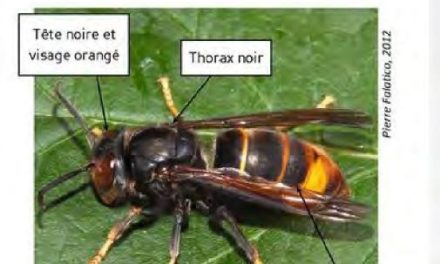 LUTTE CONTRE LE FRELON ASIATIQUE EN ISERE