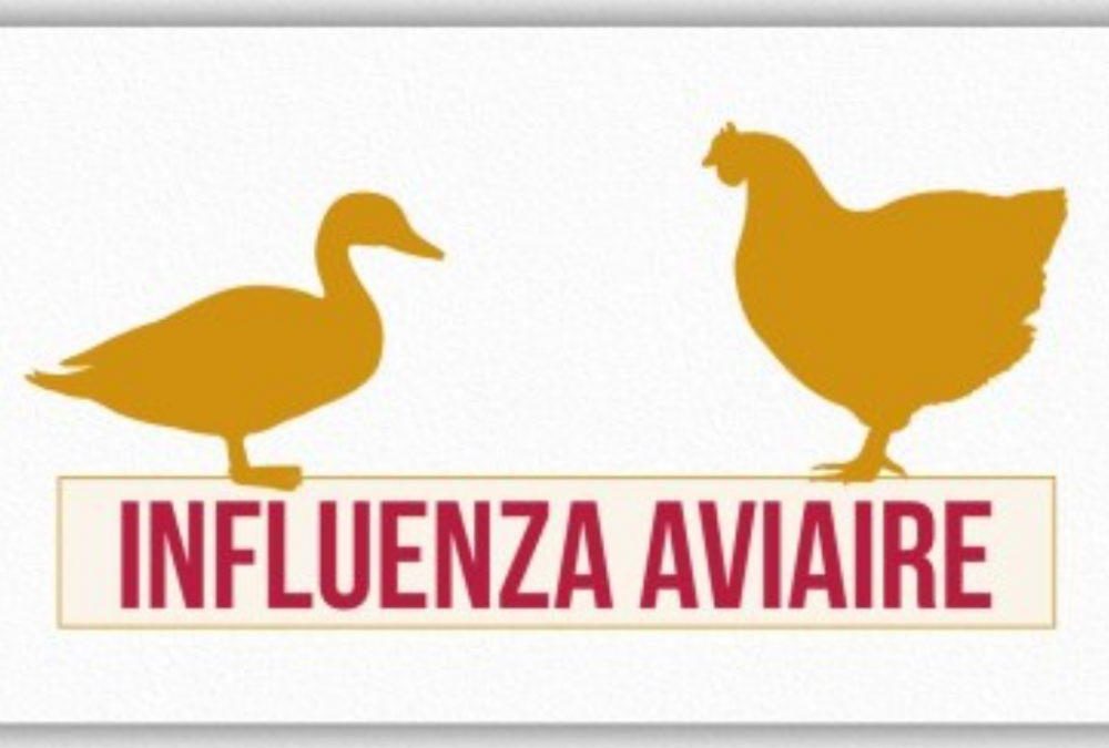 Influenza aviaire hautement pathogène (IAHP) – Passage au risque modéré