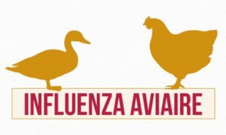 Influenza aviaire hautement pathogène (IAHP) – Passage au risque modéré
