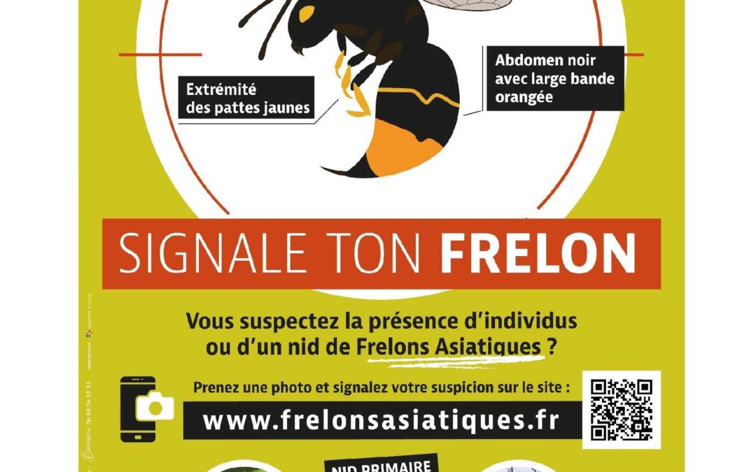 LE FRELON ASIATIQUE