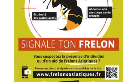 LE FRELON ASIATIQUE