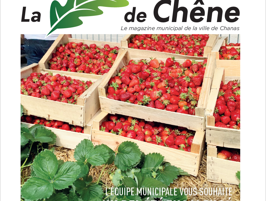 FEUILLE DE CHENE N°49