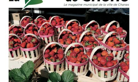 FEUILLE DE CHENE N°51