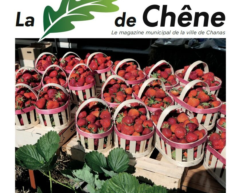 FEUILLE DE CHENE N°51